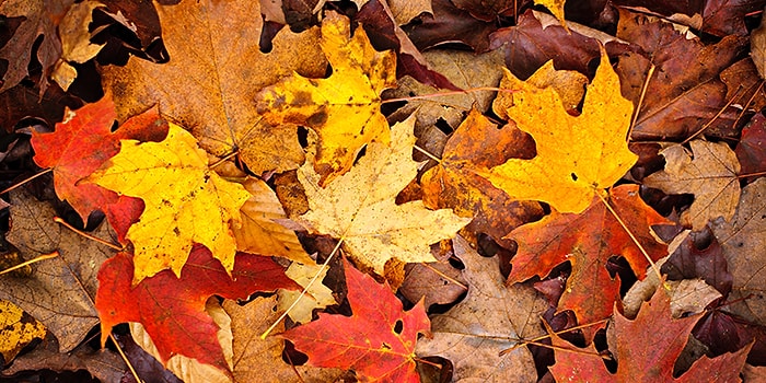 Sonbaharı Ne Kadar Seviyorsun?