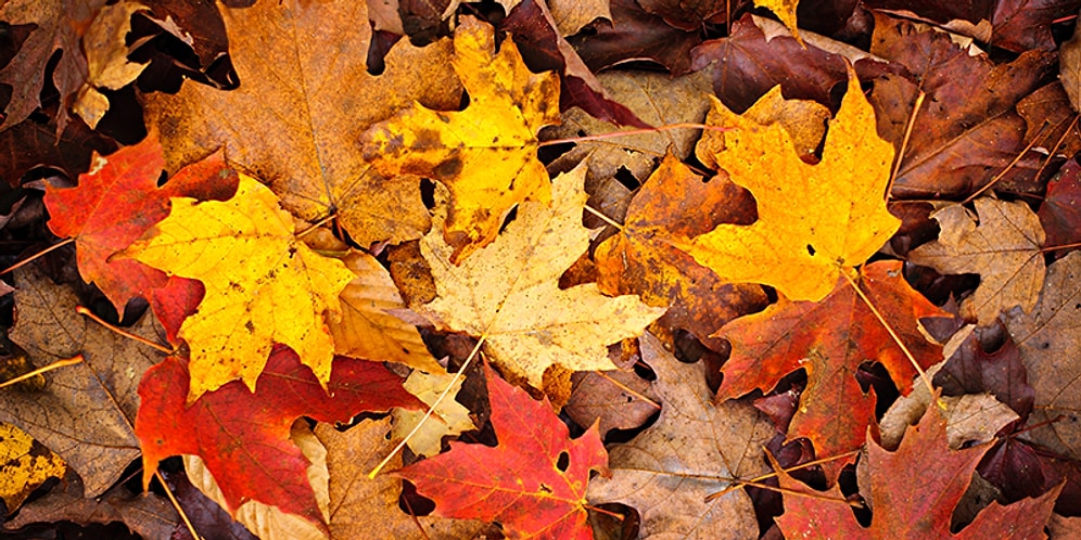 Sonbaharı Ne Kadar Seviyorsun?