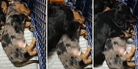 Kabus Gören Kardeşine Sarılarak Sakinleşmesini Sağlayan Köpek