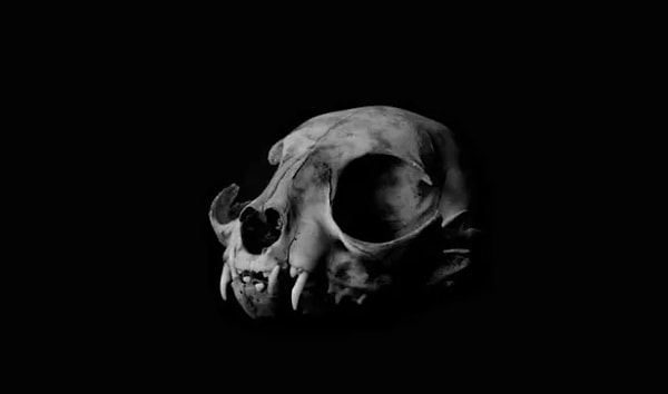 1. Какому животному принадлежит этот череп?