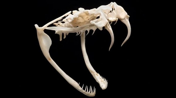 2. Какому животному принадлежит этот череп?