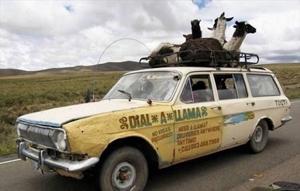 10. Лама на заказ!