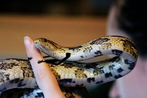 11. Сантьяго и его "змеяручки"