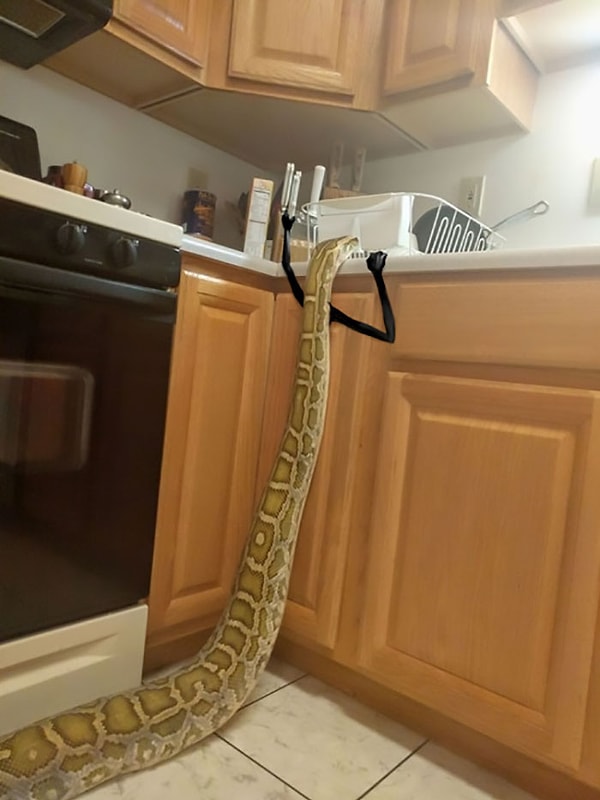 15. "Ох,блин! У нее нож, бежим!"