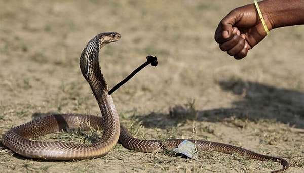 18. "Дай пять!"