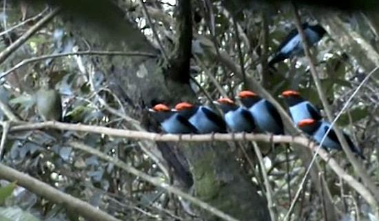 Dişiyi Etkilemek İçin Bir Düzen İçerisinde Gösterilerini Yapan Mavi Manakin Kuşları