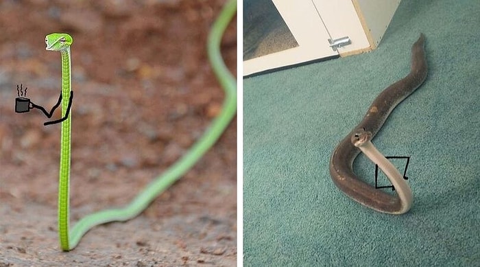 Пользователи инета дорисовали змеям руки, и они неожиданно стали милахами