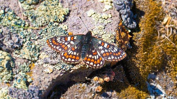 Yaygın olarak İskandinav ülkelerinde bulunan kelebek, Türkiye'de yalnızca Ağrı Dağı'nın eteklerinde yaşamını sürdürüyor