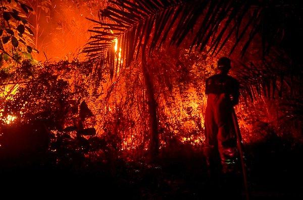 Endonezya yağmur ormanlarındaki dev yangın, hem insanların hem de canlıların yaşamını olumsuz etkiliyor.