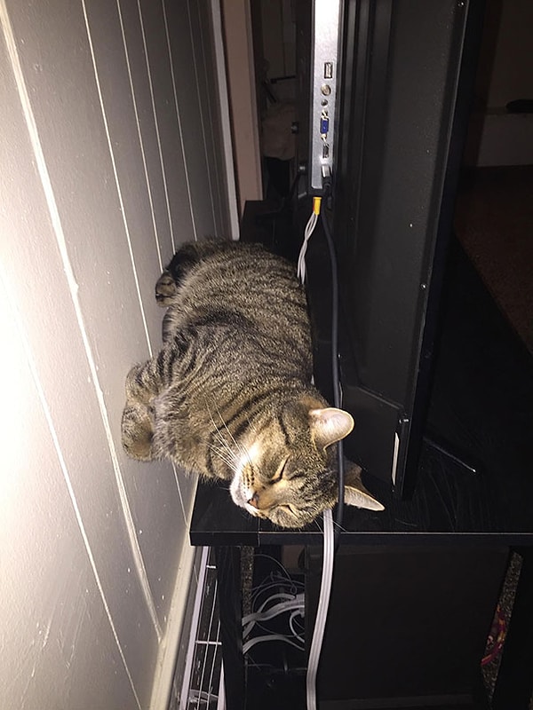 40. "Кот моего парня любит спать у стены"