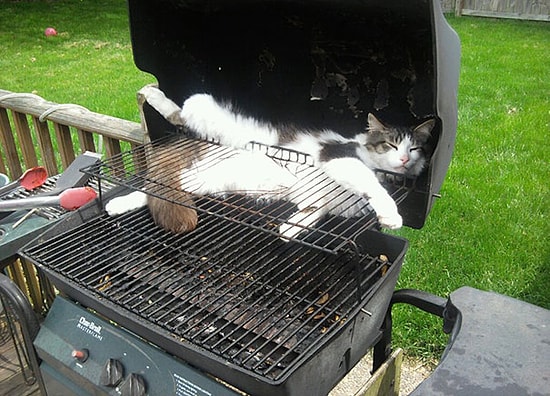 40+ доказательств того, что котики могут заснуть в самой неожиданной позе и в самых неподходящих местах