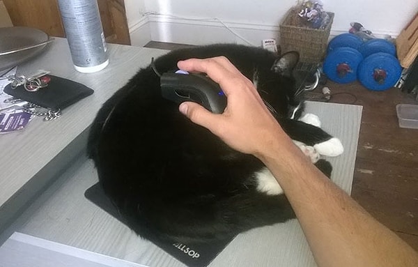 46. "Моя кошка любит спать там, где я буду вынуждена ее погладить"