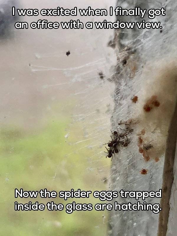 2. "Я был так рад, когда узнал, что буду работать в офисе с видом из окна. Но все, что у меня есть, - это вылупляющиеся пауки, зажатые между стеклами"