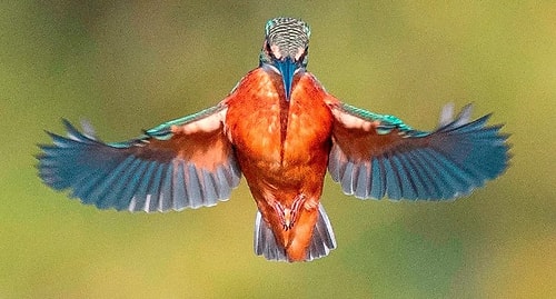 O Usta Bir Pilot! Amatör Fotoğrafçının Balıkçıl Kuşunu Dalmak Üzereyken Yakaladığı Eşsiz Fotoğraflar