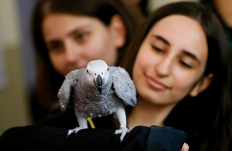 Bu Okulda İlk Ders Hayvan Sevgisi: Lise Öğrencileri Okulda Kedi, Köpek, Tavuk, Papağan ve Balık Besliyor