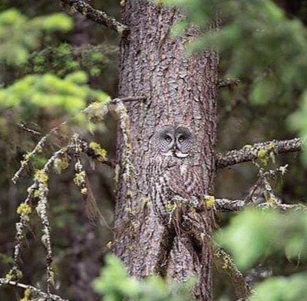 1. Fotoğrafçı Alan Murphy yakalamış: Kanada Gri Baykuşu, saklanmakta bir usta.