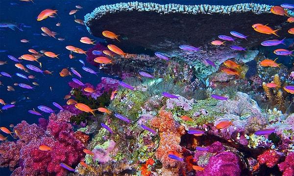 Sıcak sulardaki mercan resiflerinin yüzde 90'ı yok olacak