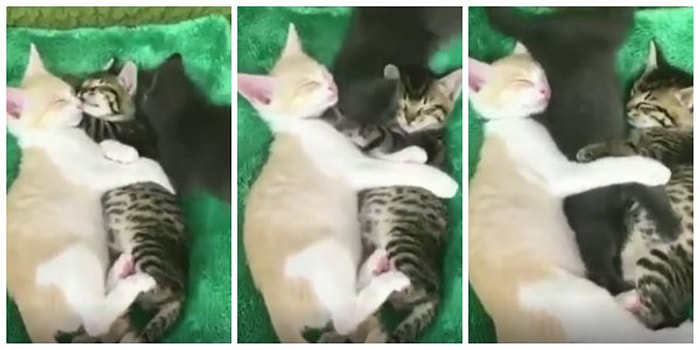 'Bana da Yer Açın' Diyerek Uyuyan Arkadaşlarının Arasına Kıvrılmaya Çalışan Tatlı Kedicik