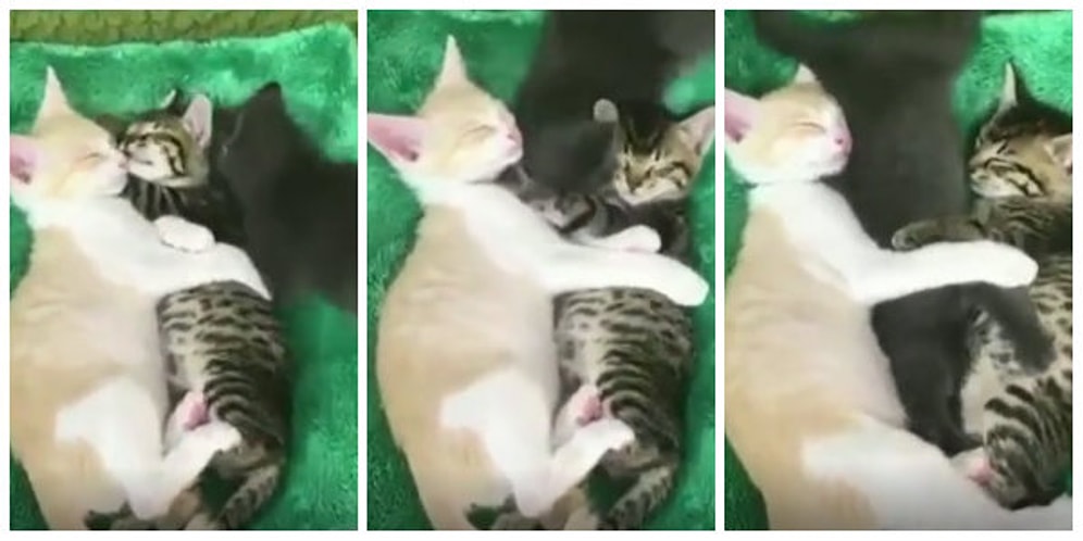 'Bana da Yer Açın' Diyerek Uyuyan Arkadaşlarının Arasına Kıvrılmaya Çalışan Tatlı Kedicik