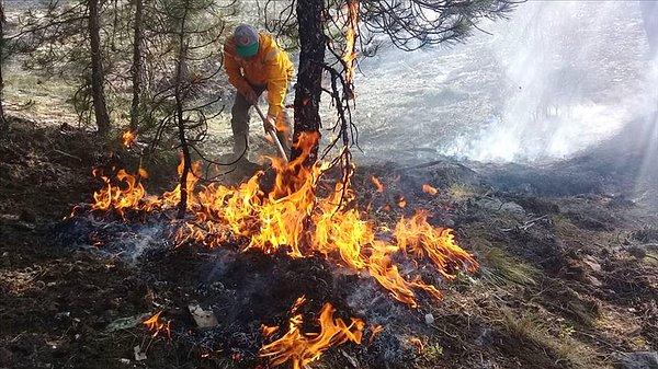 Orman yangınlarından en fazla zarar gören ikinci bölge Muğla, Aydın ve Denizli'yi kapsayan Muğla Orman Bölge Müdürlüğü sınırları olarak kayıtlara geçti.