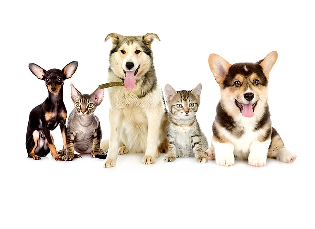 1. Kısırlaştırılmış kediler ve köpekler daha uzun yaşar çünkü bu durum onları hastalık taşımaya daha az duyarlı hale getirir ve kaçma ve kavgalara karışma ihtimallerini azaltır.