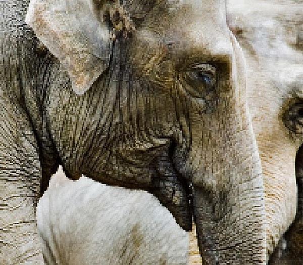 4. 40000 ila 50000 adet kaldığı düşünülen Asya fili.