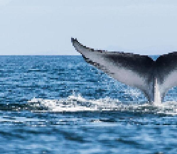 8. 10000 ila 25000 adet arası kaldığı düşünülen mavi balina.