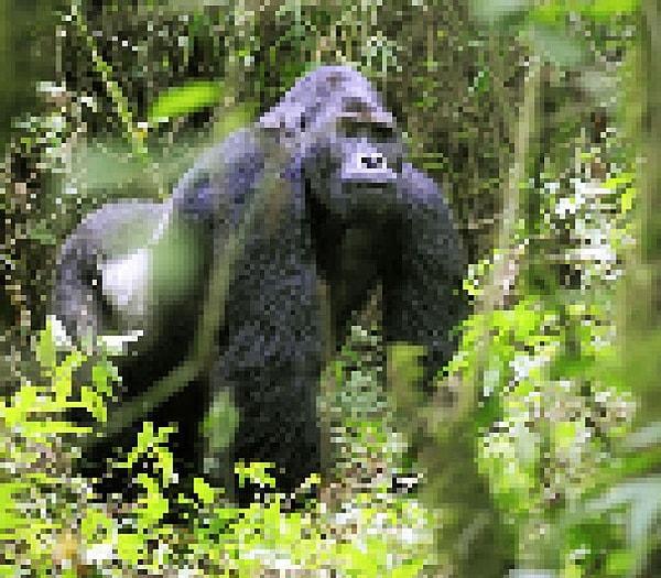 13. Doğu Ova Gorili, 17000 adet kaldığı tahmin ediliyor.