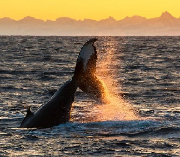 14. Çatal kuyruklu balina, 50000 ila 90000 arası kaldığı düşünülüyor.