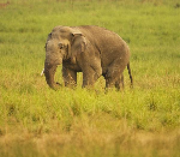 19. 20000 ila 25000 arası kaldığı düşünülen Hindistan fili.