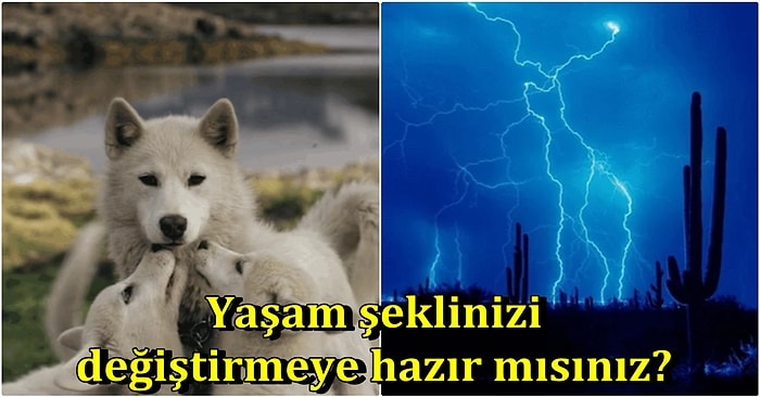 Gezegenimizi Kurtarmak İçin Neden Akşam Yemeğinden Önce Et ve Süt Ürünlerini Tüketmemeliyiz?