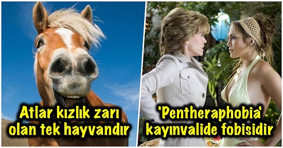 Bir Türlü Etkileyemediğiniz İnsanla Konuşurken Araya Sıkıştırdığınız Zaman Havanıza Hava Katacak Kısa ve Eğlenceli 17 Bilgi