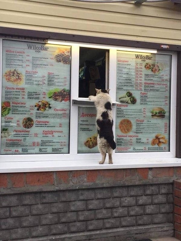 10. - А мыши гриль у Вас есть?