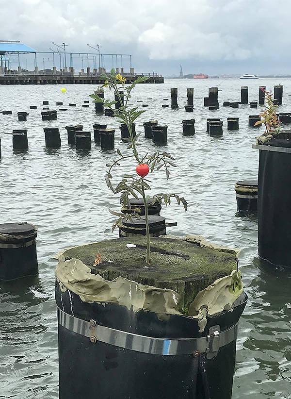 9. Помидор, выросший на свае Бруклинского моста