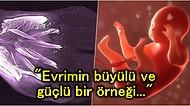Yetişkinlerde 250 Milyon Yıl Önce Kaybolan Kasların Doğmamış Bebeklerde Oluşup Kaybedildiği Keşfedildi
