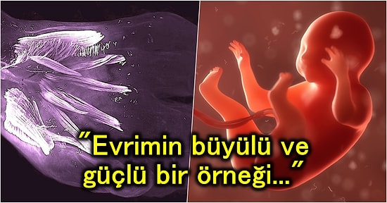 Yetişkinlerde 250 Milyon Yıl Önce Kaybolan Kasların Doğmamış Bebeklerde Oluşup Kaybedildiği Keşfedildi