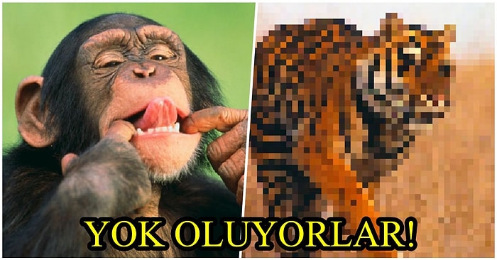 Göremiyoruz! Yok Olma Tehlikesi Altındaki Bazı Hayvanların Sayısını Yüzümüze Tokat Gibi Çarpan Fotoğraflar