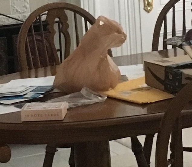 14. Bir kedi bu kadar sakin duruyorsa zaten gerçek olamaz, değil mi? 😼