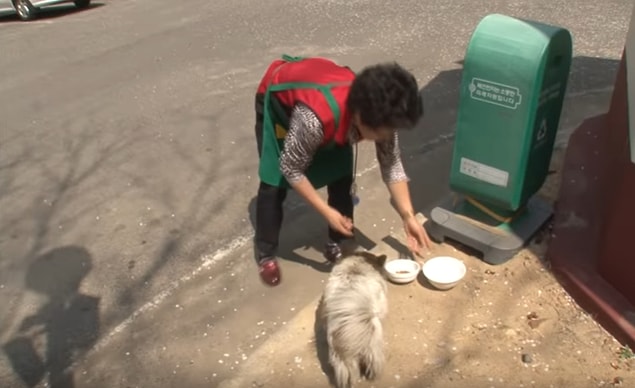 Mahalleli bu savunmasız köpeğe yemeğini ve suyunu veriyor, arabalara karşı koruyor. Hatta geceyi geçirmesi için bir kulübe bile inşa etmişler.