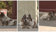 10 Yıl Önce Terk Edildiği Noktada Hala Sahibinin Dönmesini Bekleyen Minnoş Köpek