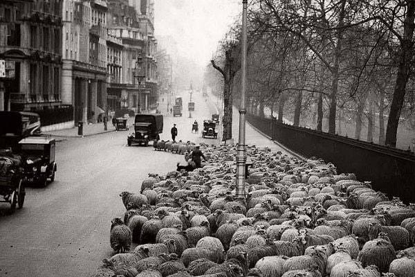 13. Çim biçme makinesi olarak kullanılan 600 koyun Hyde Park'tan Green Park'a götürülüyor. Londra, 1931.