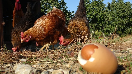 Kafalar Hepten Karıştı: Yumurtanın İçinden Yumurta Çıktı