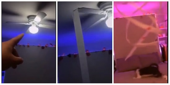 Bir Tavan Vantilatörü Nasıl Eğlenceli Hale Getirilebilir? Kediniz Varsa İşte Böyle!