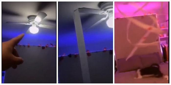 Bir Tavan Vantilatörü Nasıl Eğlenceli Hale Getirilebilir? Kediniz Varsa İşte Böyle!