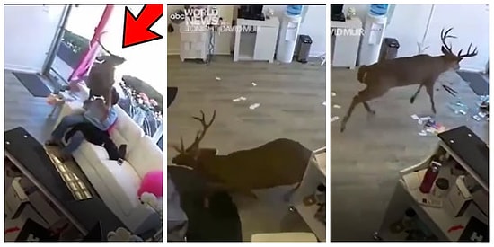 Çılgın Geyik Bir Anda Kuaför Salonuna Daldı, Ortalık Savaş Alanına Döndü