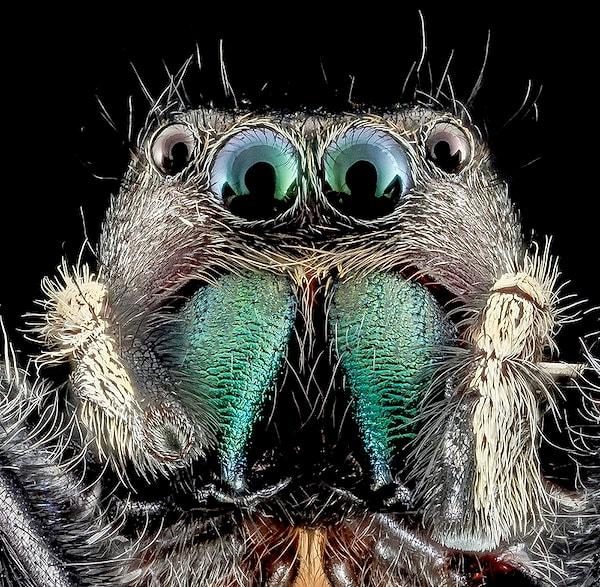 Şöyle düşünün: doğada bir başınasınız... büyük ihtimalle 90 cm uzağınızda bir örümcek mutlaka oluyor.