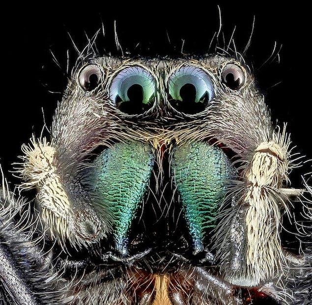 Şöyle düşünün: doğada bir başınasınız... büyük ihtimalle 90 cm uzağınızda bir örümcek mutlaka oluyor.