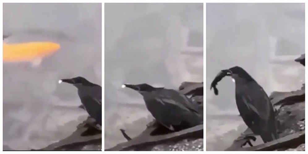 Karnını Doyurmak için Balıklara Yem Atarak Tuzağa Düşüren Akıllı mı Akıllı Kuş