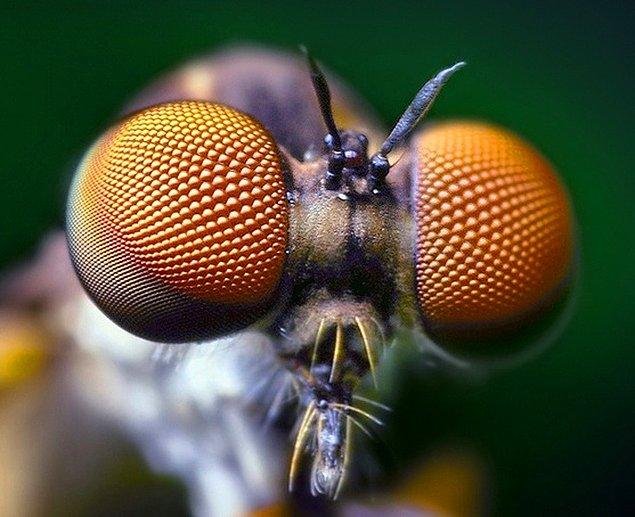 11. Avcı sineklerin gözleri böyle gözüküyor.