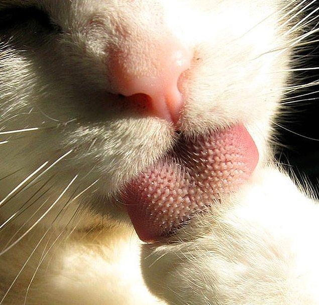16. Bir kedinin dilinin yüzeyi, cildinize sürttüğünüzde zımpara hissi veren tomurcuklarla kaplıdır.